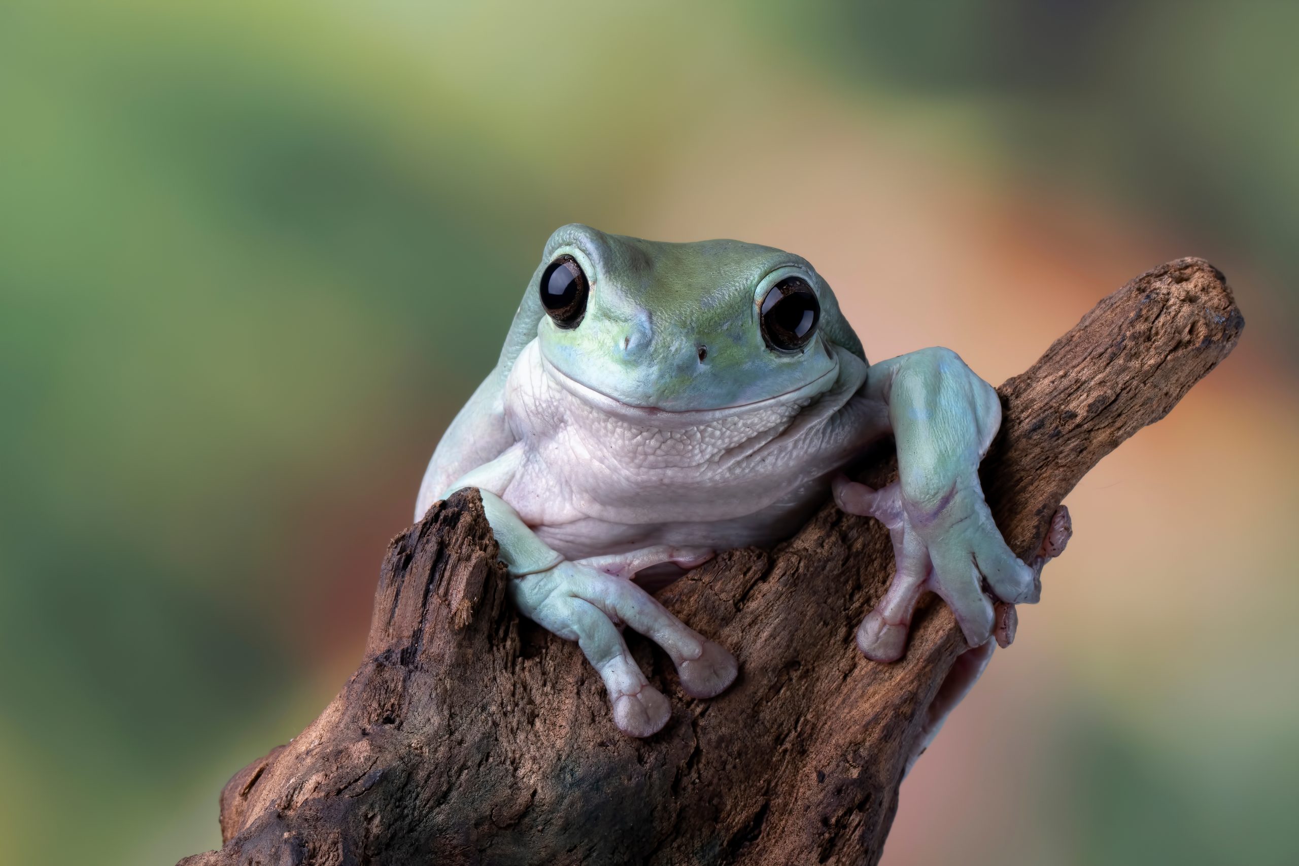 Chocolate frog' discovered in swamp