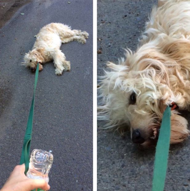 35 Hilarious Photos Of Dogs Realizing They&#39;re Headed To The Vet And Not The  Park