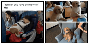 new_doggolife_featured new_doggolife_featured