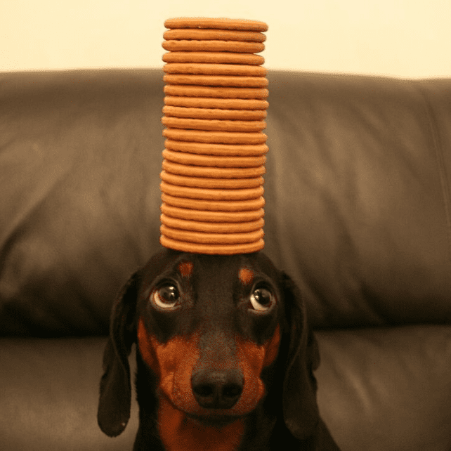 Meet Harlso The Hound And His Knack For Balancing Items On His Head